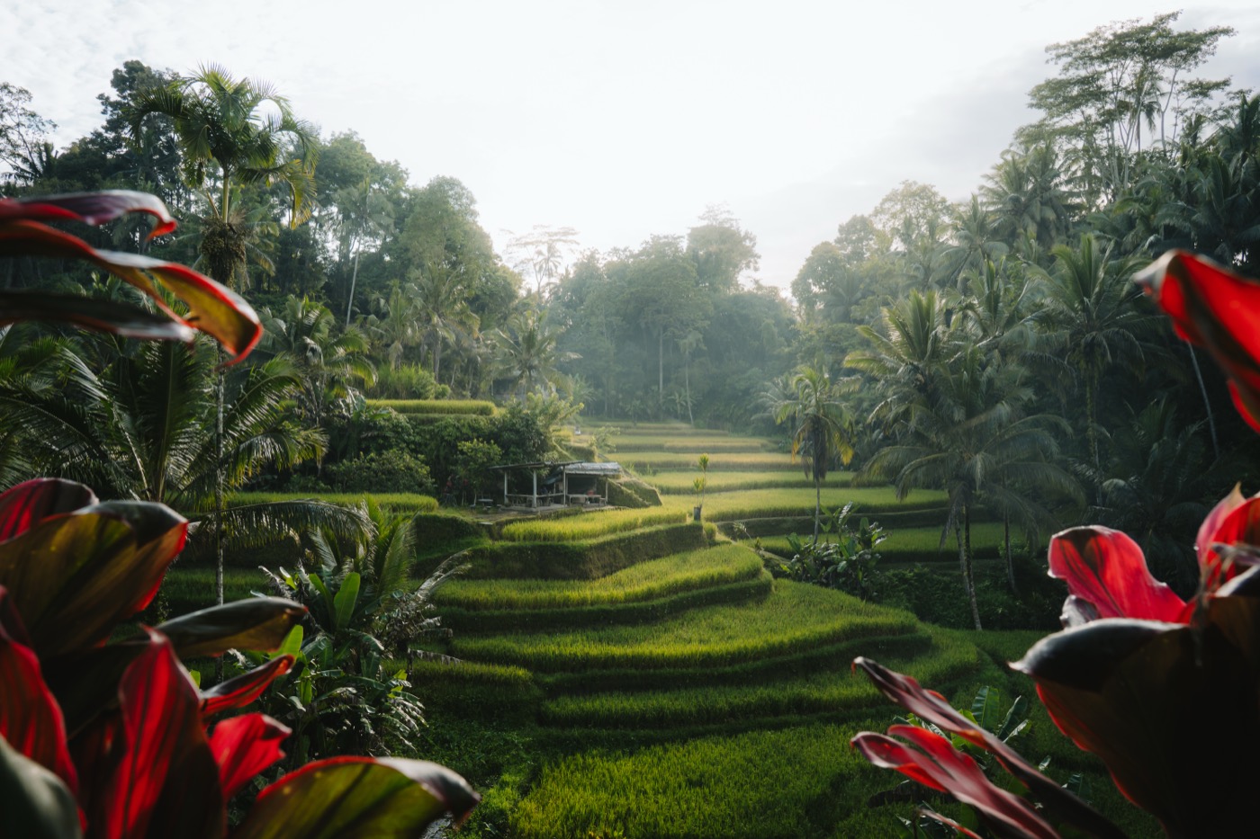 Terraced rice paddies framed by tropical planting, Indonesia.